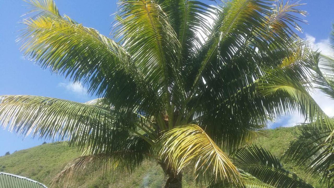 Location " La Pirogue " Maison D'Hotes A Moorea Haapiti Ngoại thất bức ảnh
